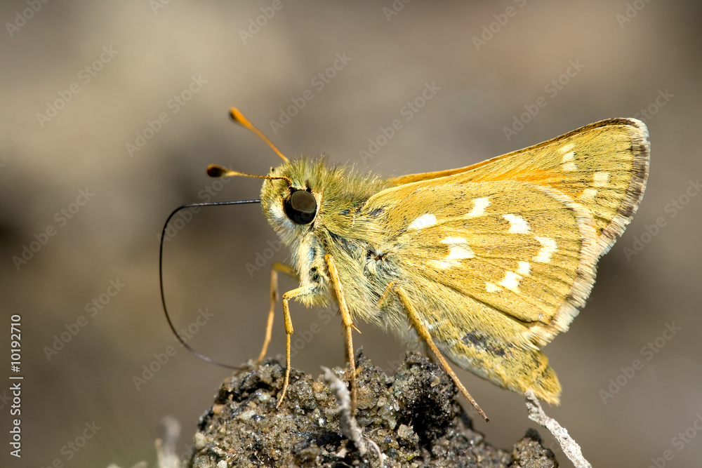 Fototapeta premium Silver-spotted Skipper butterfly on the ground.