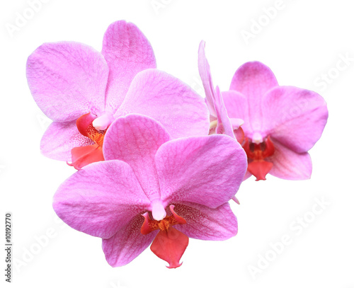 three pink orchids isolated on white background