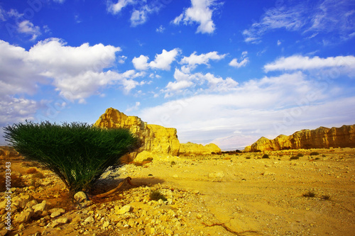 Stone desert and the tree blossoming in droughty areas