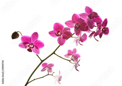 Fototapeta Naklejka Na Ścianę i Meble -  Orchidee Zweig rosa