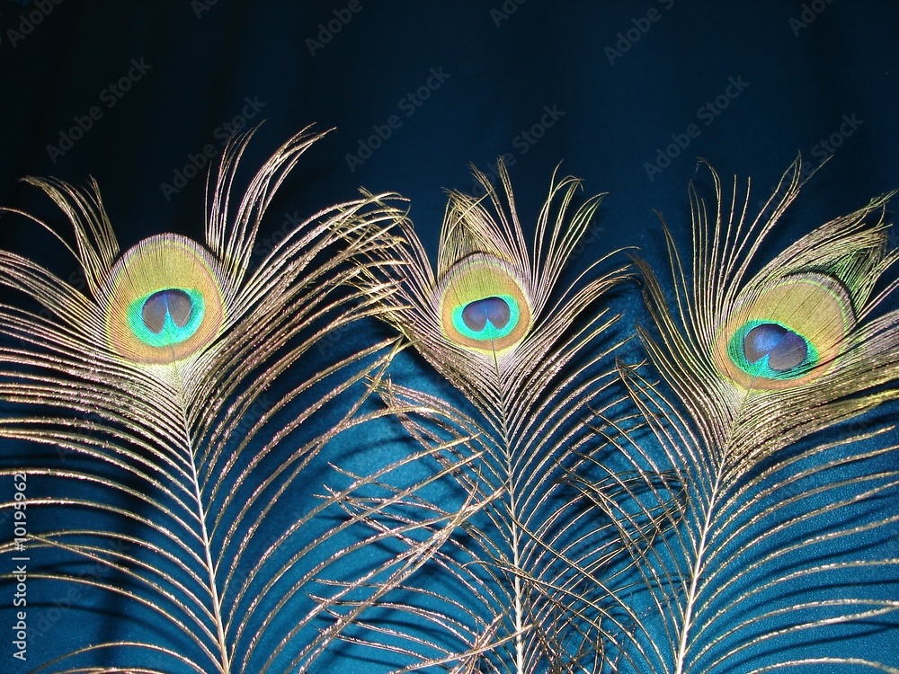 Obraz premium Three peacock feathers