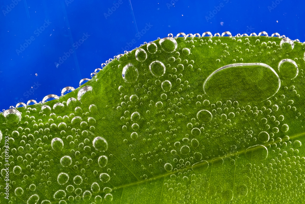 green leaf with bubbles on blue background