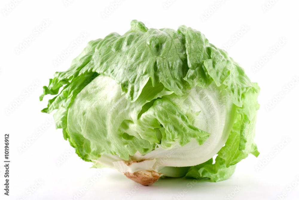 Iceberg Lettuce Iceberg Lettuce