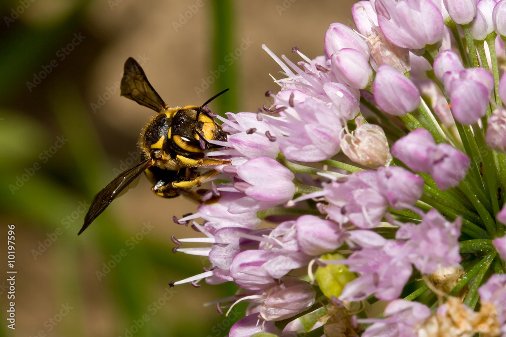 Ape impollinatrice - Vespa Ape impollinatrice - Vespa