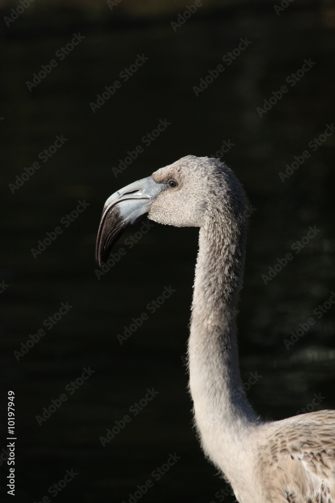 Fototapeta premium Junger Flamingo