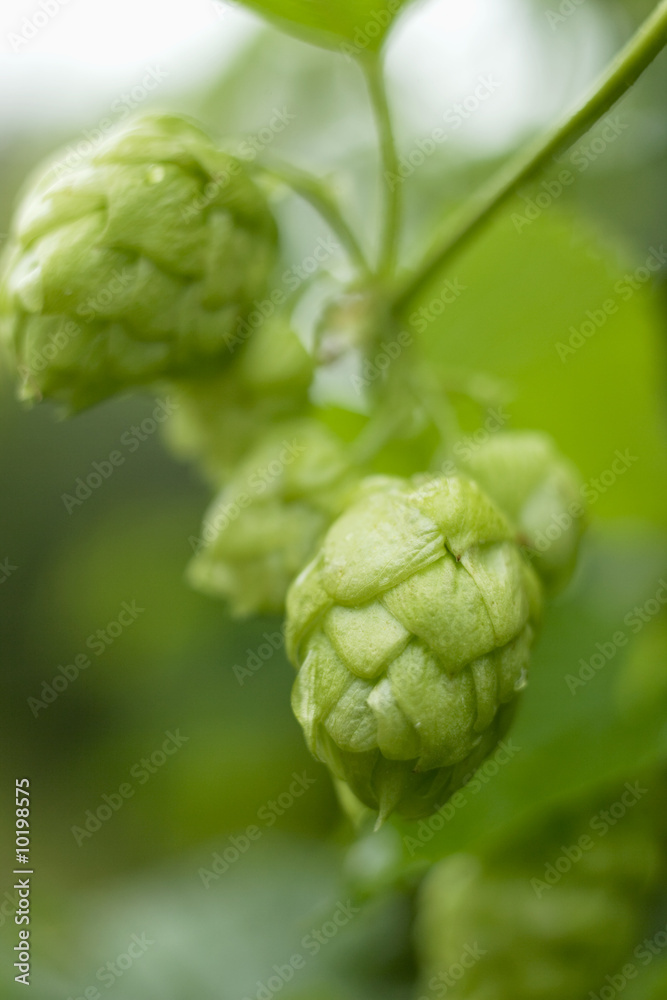 Obraz premium 981643