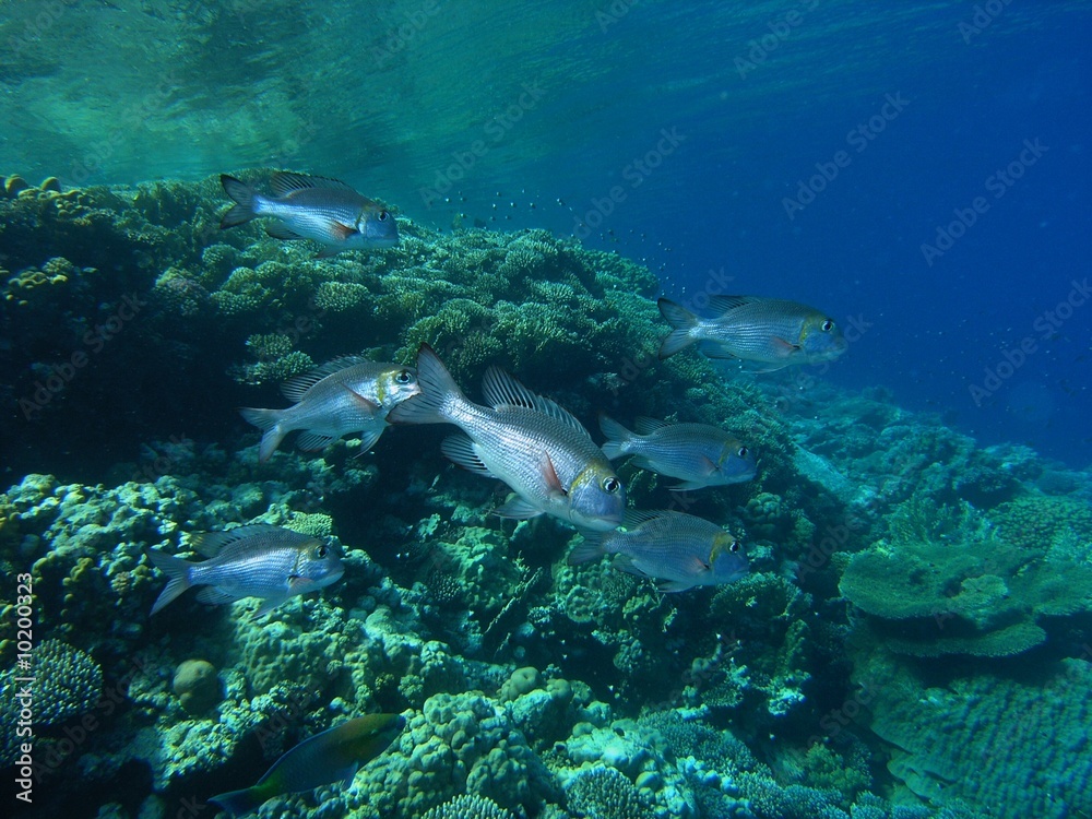 Shoal of bigeye emperor
