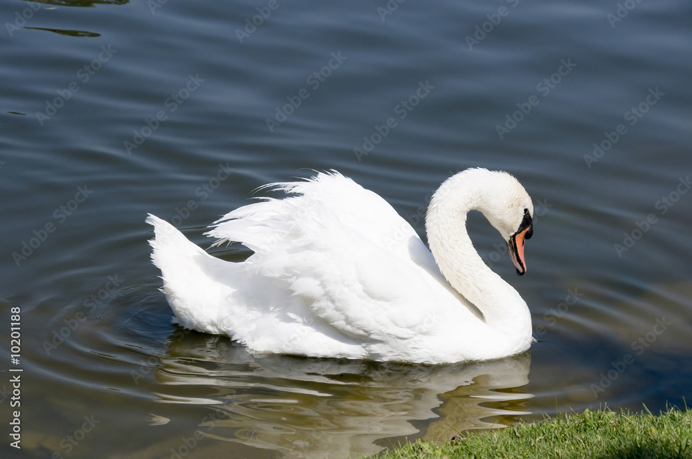 A white swan floats on the lake