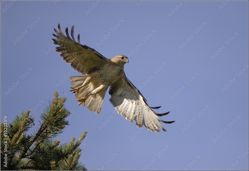 Obraz premium Red-tailed Hawk