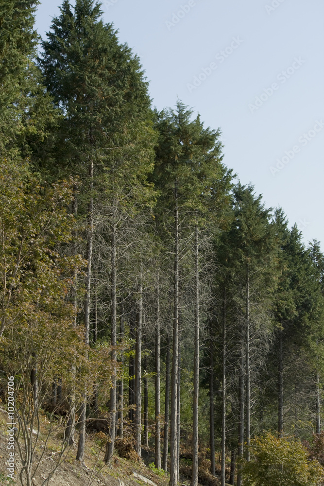 Fototapeta premium Nadelwald
