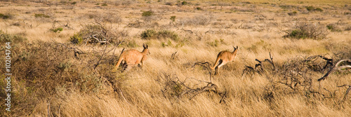 Kangaroos in Australian outback