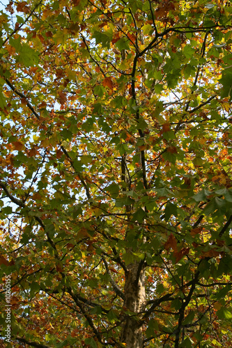Autumn Leaves 8