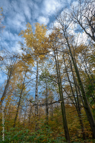 Birch and aspen trees with yellow leaves in fall forest