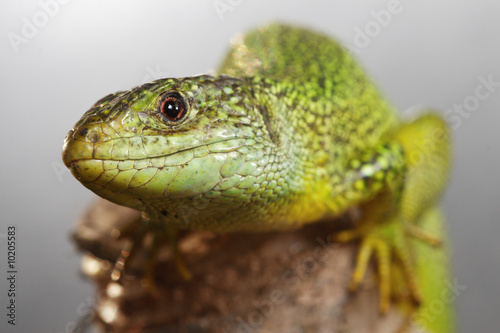 green lizard of europe