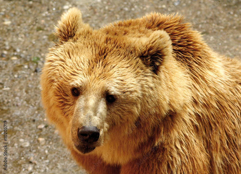 Fototapeta premium Orso