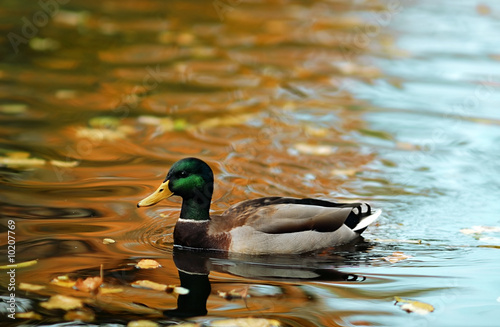 Duck in autumn