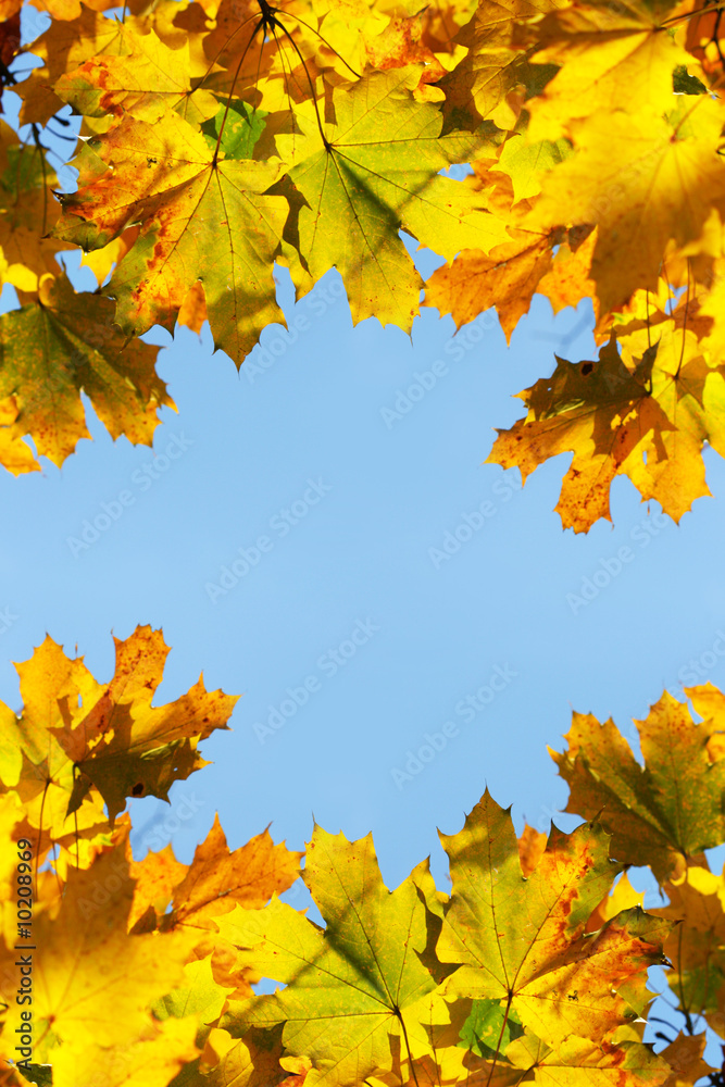 Fototapeta premium Yellow maple leaves against blue sky