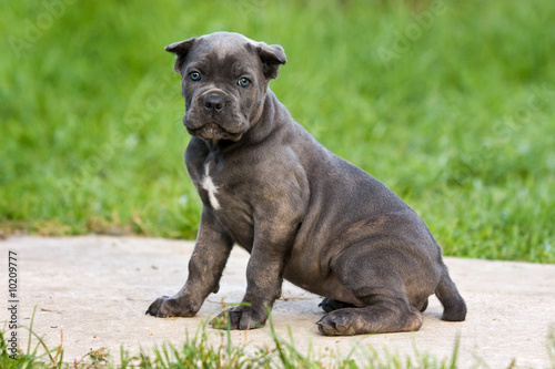 Cane Corso Italiano puppy in outdore settings