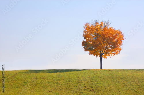 single tree in fall