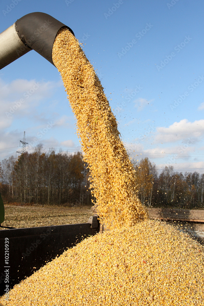 Loading of grain of corn in the car from a combine in the field