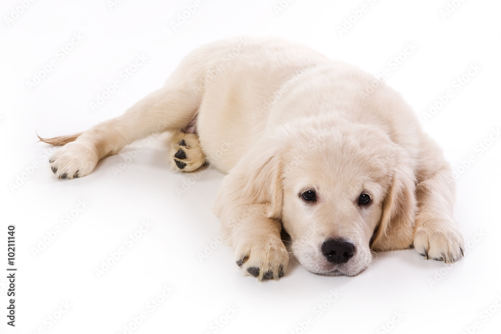 Golden retriever puppy on white background Golden retriever puppy on white background