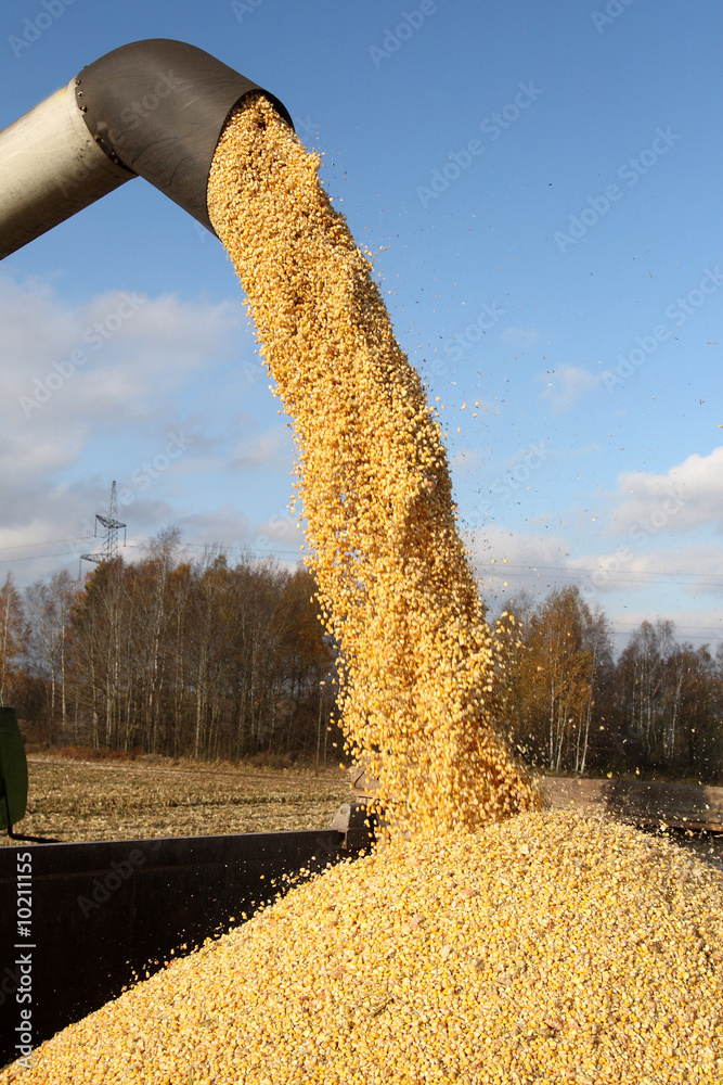 Loading of grain of corn in the car from a combine in the field