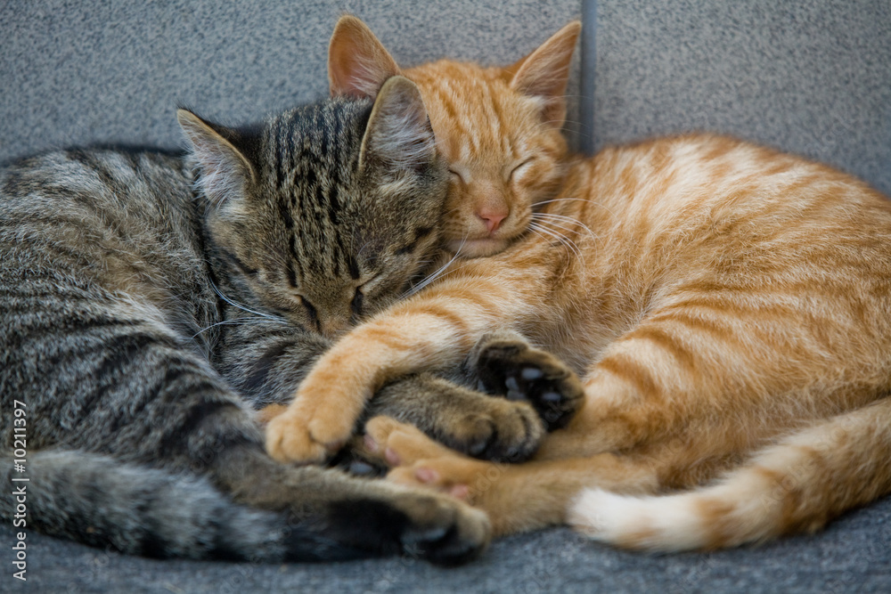 animal series: sweet small fluffy cats dream animal series: sweet small fluffy cats dream