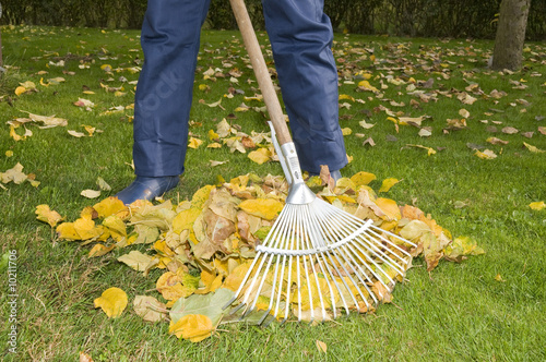 Mann recht Laub im Garten, Herbst