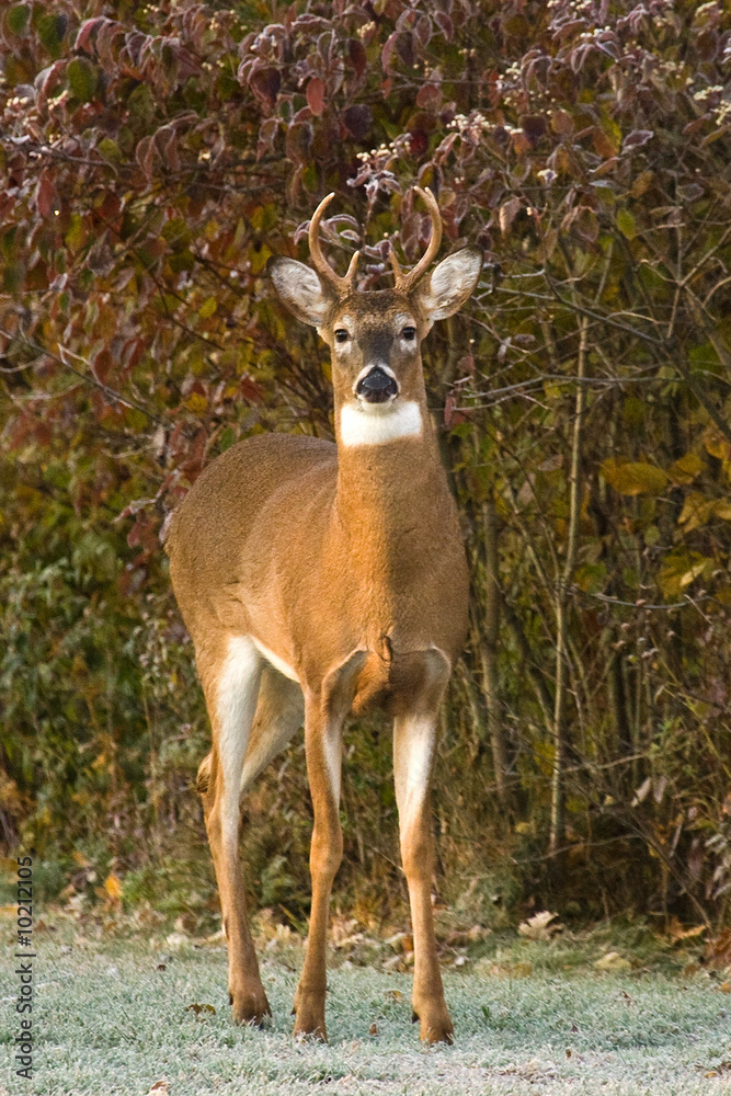 Fototapeta premium Posing Whitetail Buck Deer Near Wooded Area