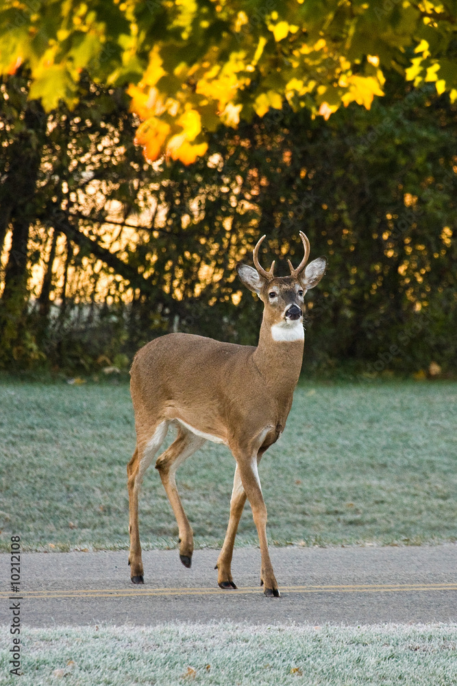 Fototapeta premium Whitetail Buck Deer Crossing Busy Road in Daylight