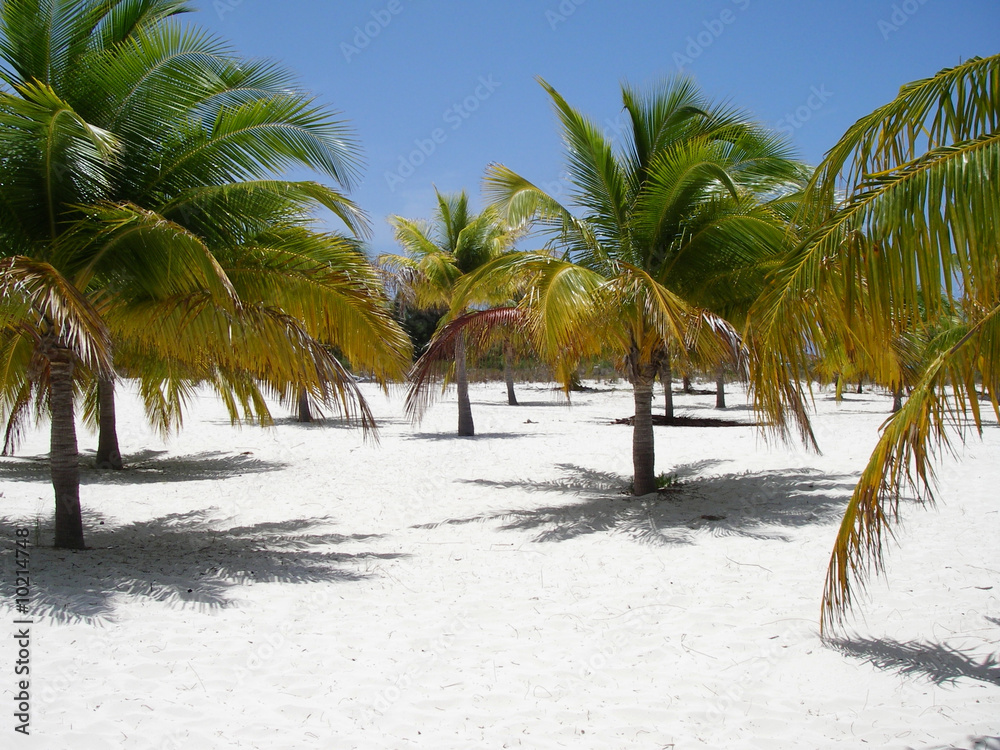 Palm trees at the beach at Cayo Largo Island. Cuba Palm trees at the beach at Cayo Largo Island. Cuba