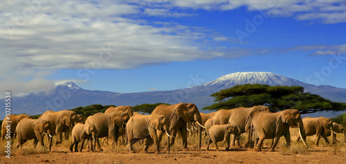 Kilimanjaro And Elephants