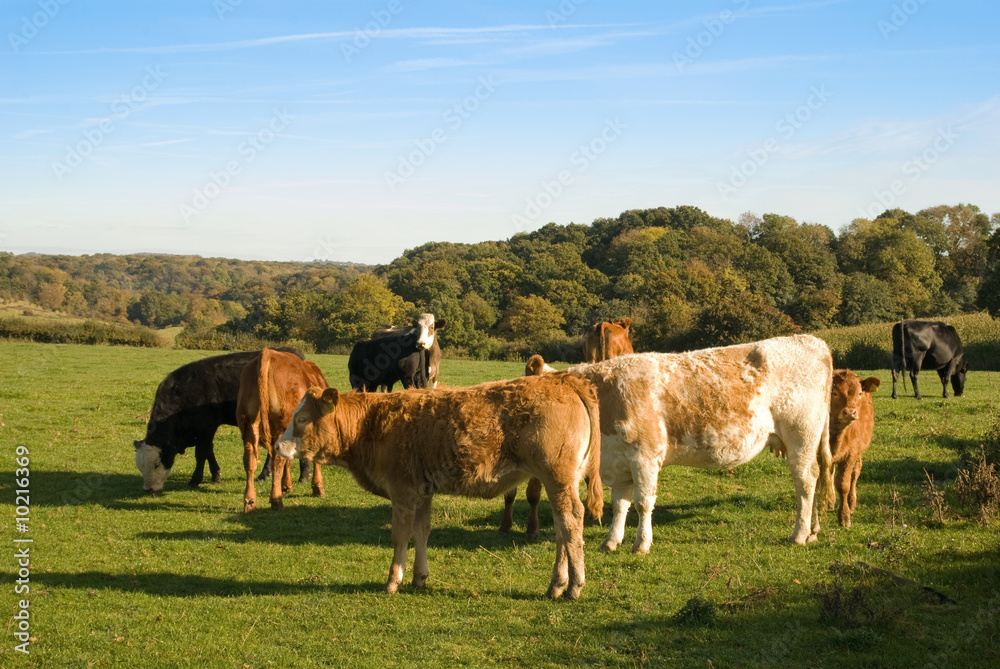 Group of cows out in the early morning sunshine Group of cows out in the early morning sunshine