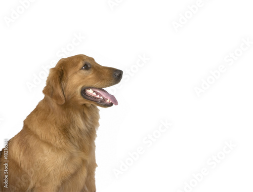 Golden Retriever portrait on a white background