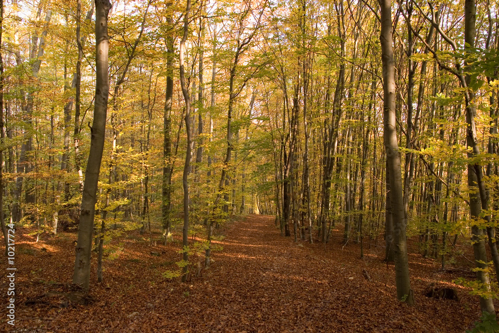 Fototapeta premium Herbstwald