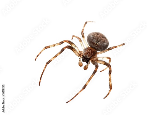 Cross spider isolated on white background © Gudellaphoto