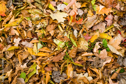 Fallen autumn leaves and grass cover the ground