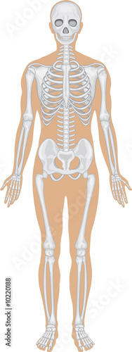 Skeletal system on white