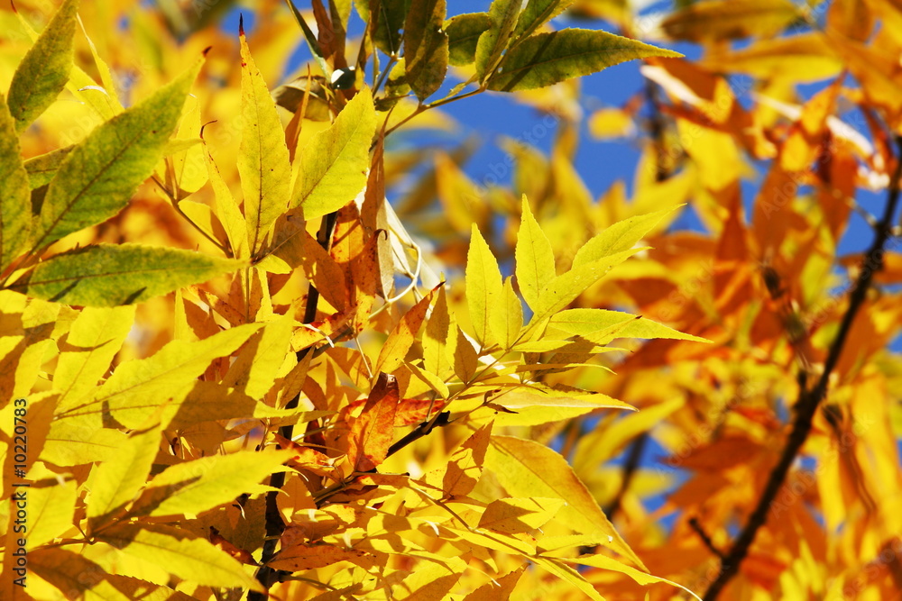 Fototapeta premium Autumn scene