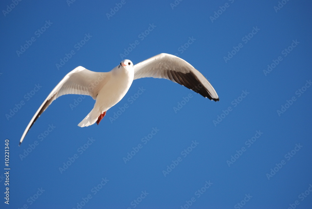 oiseau et liberte oiseau et liberte
