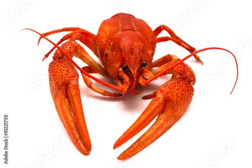 An image of large cooked red lobster over white