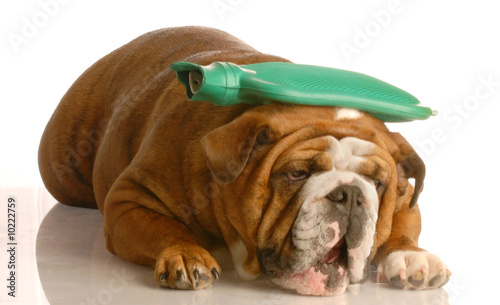 Photography english bulldog with  hot water bottle - suffer a migraine