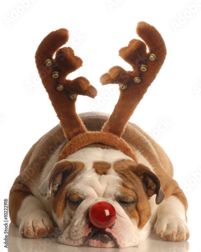 Foto english bulldog dressed as rudolph the red nosed reindeer