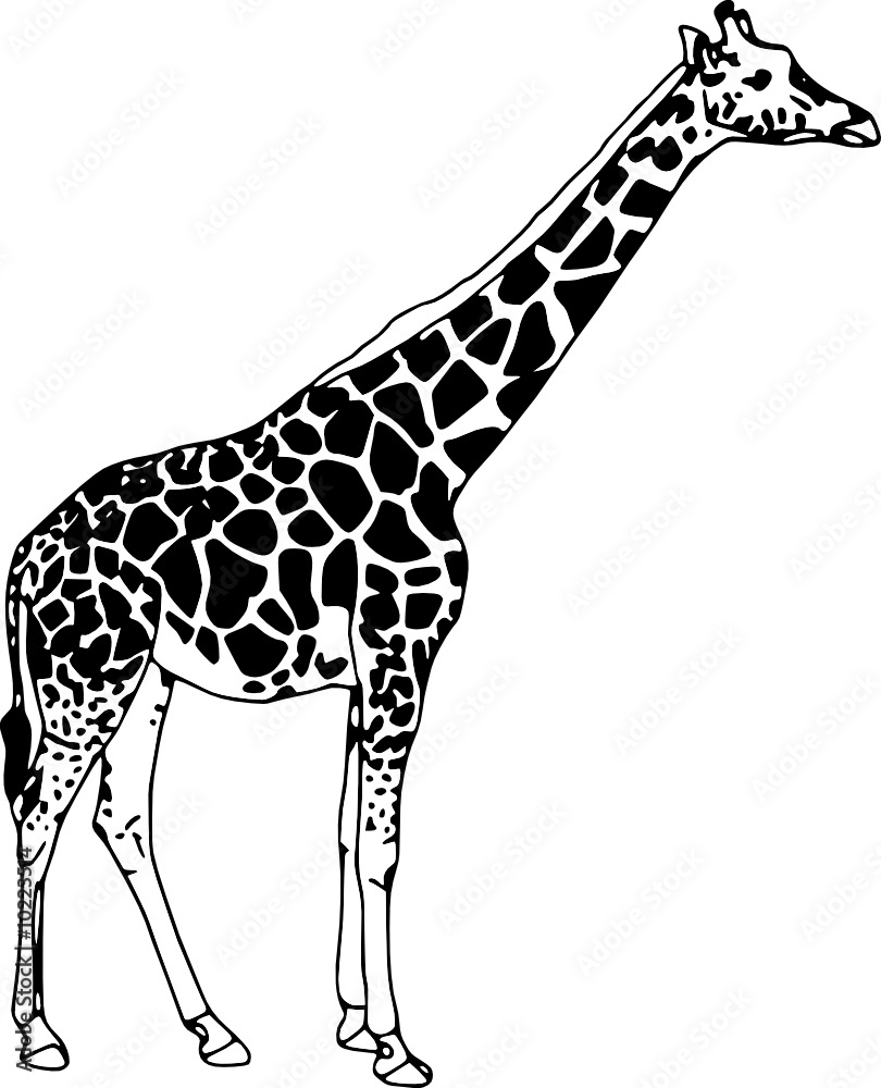Fototapeta premium Vector - contour giraffe isolated on white background
