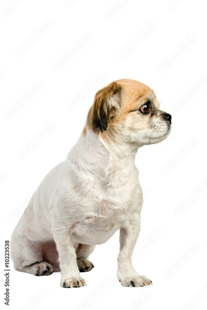 purebred pekingese dog on white