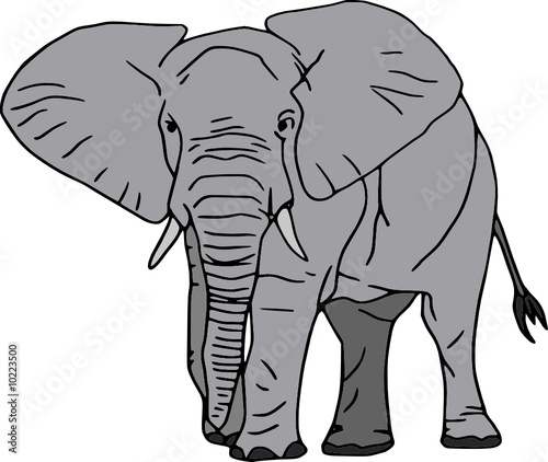 Vector -  elephant isolated on white background