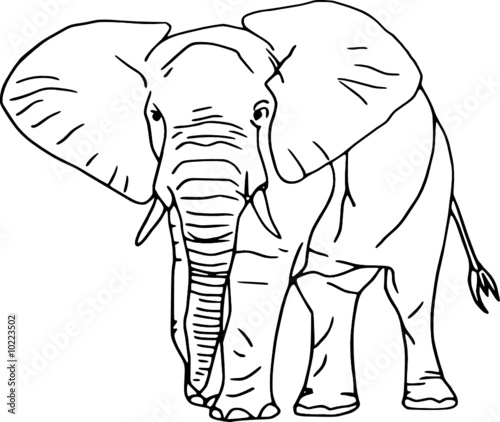 Vector - contour elephant isolated on white background