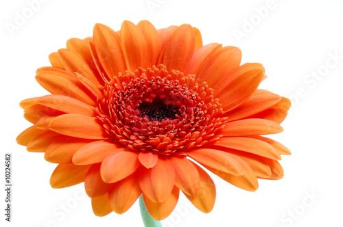 gerbera daisy flower isolated on white background