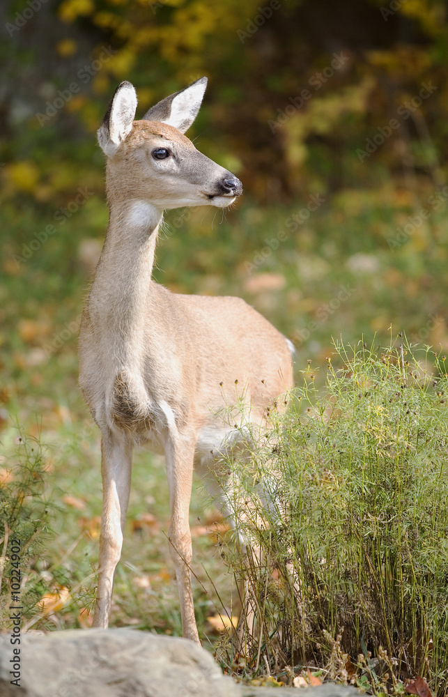 yearling whitetail deer on a rock in autumn yearling whitetail deer on a rock in autumn