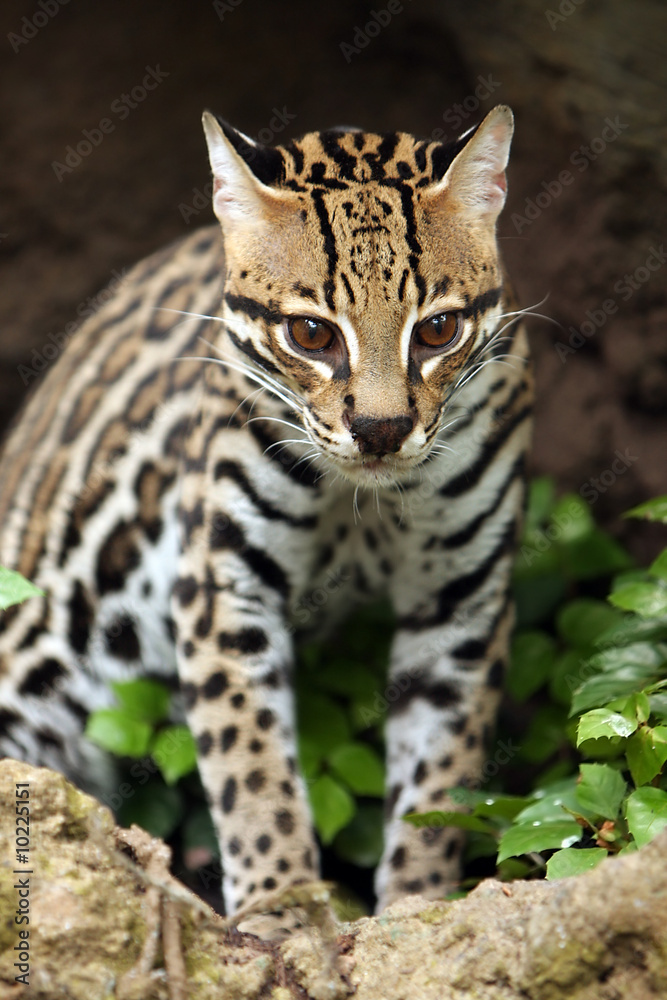 Serval Serval